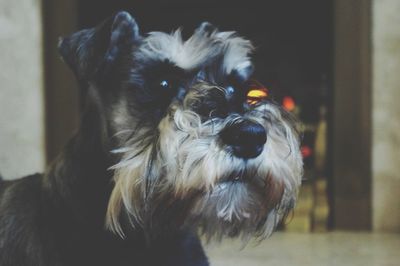 Close-up portrait of dog