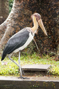 Side view of a bird on plant