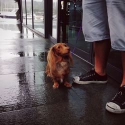 Dog looking at camera