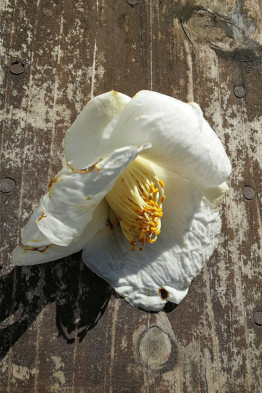 high angle view, fragility, close-up, nature, white color, freshness, petal, flower, beauty in nature, fungus, single flower, no people, day, wet, flower head, outdoors, mushroom, water, white, season