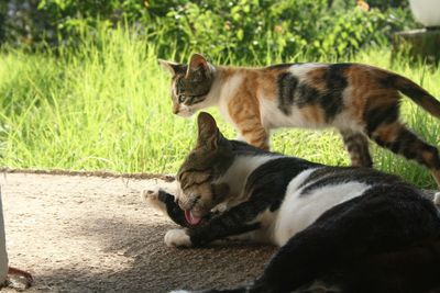 Close-up of cat sitting on grass