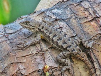 Close-up of a lizard on tree