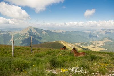 Scenic view of landscape against sky