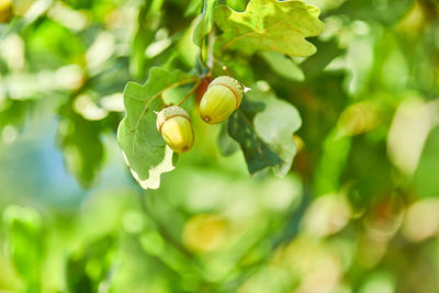 Green acorns on oak branch, copy space. oak forest in sunny summer day. early green seeds