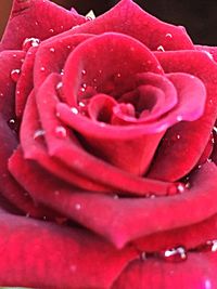 Close-up of red rose