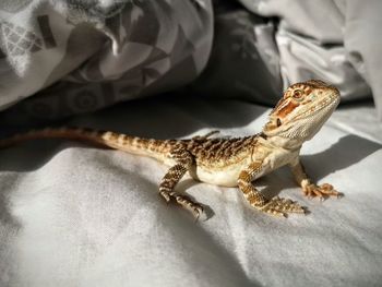 Close-up of lizard on bed