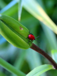 Close-up of ladybug on leaf