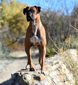 Portrait of a dog standing on rock