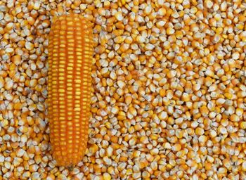 Full frame shot of corn and kernels