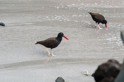 Birds perching on the beach