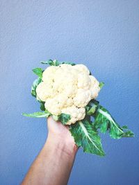 Cropped hand of man holding cauliflower against blue wall