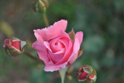 Close-up of pink rose