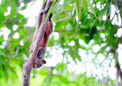 Close-up of lizard on tree