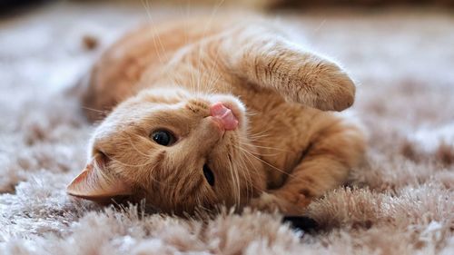 Close-up of cat lying on rug