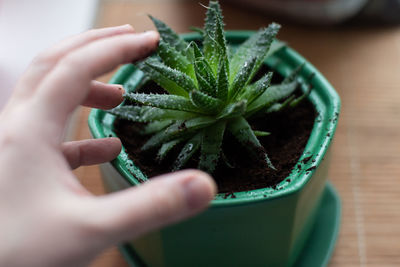 Close-up of hand holding potted plant