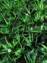 Full frame shot of green plants