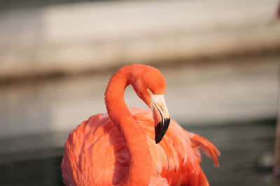 Close-up of bird