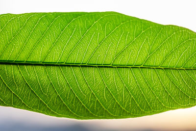 Macro shot of green leaves