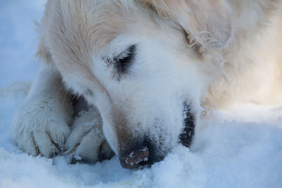 Close-up of dog on snow