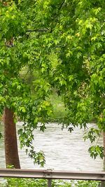 Plants growing on tree