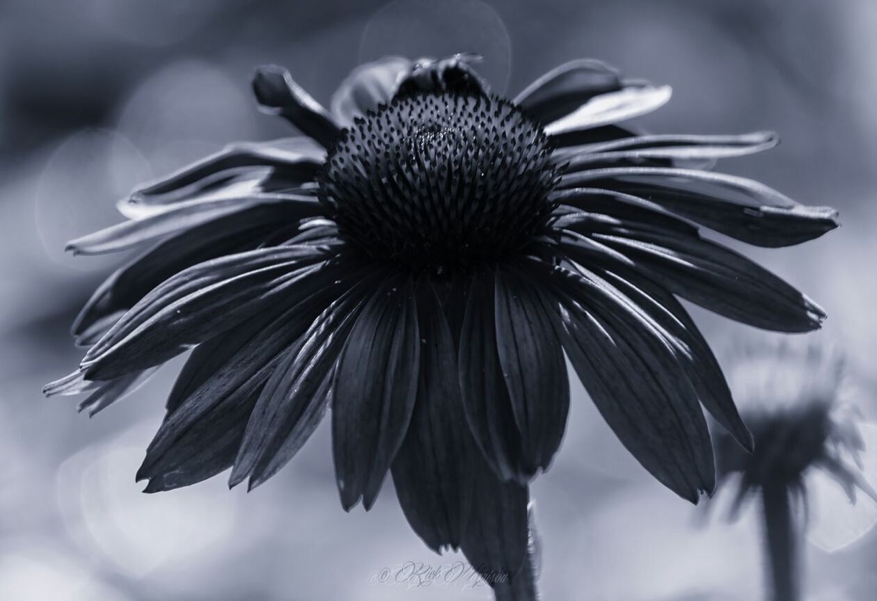 flower, focus on foreground, close-up, growth, fragility, nature, freshness, beauty in nature, flower head, petal, low angle view, single flower, plant, outdoors, day, no people, blooming, sky, pollen, selective focus