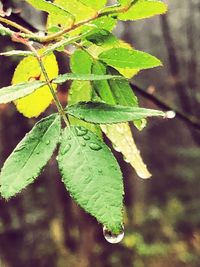 Close-up of raindrops on leaves