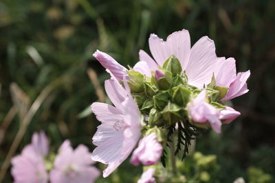 Close-up of flowers blooming outdoors