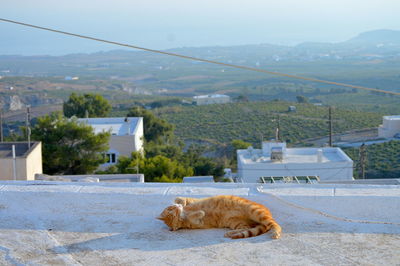 View of a cat in city