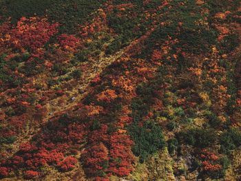 High angle view of trees in forest during autumn