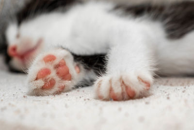 Close-up of cat lying down