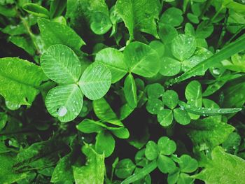 Full frame shot of leaves