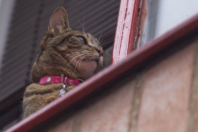 Close-up of a cat looking through window