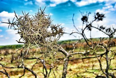 Close-up of bare tree on field