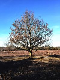 Bare tree on field against sky