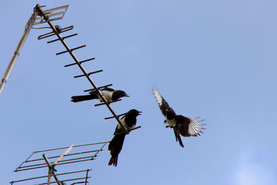 Low angle view of birds flying against sky
