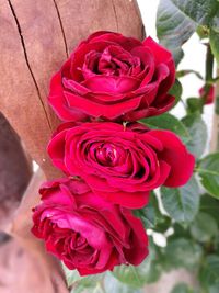 Close-up of pink rose blooming outdoors