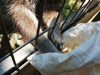 Detail of the legs of the raccoon that takes popcorn. 