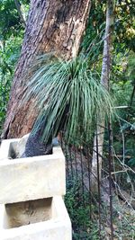 Close-up of tree trunk