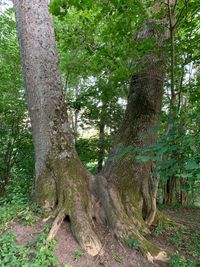 View of tree trunk in forest