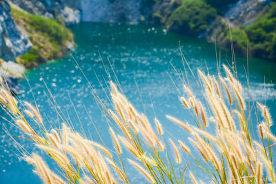 Close-up of plants against sea