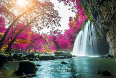 Scenic view of waterfall in forest