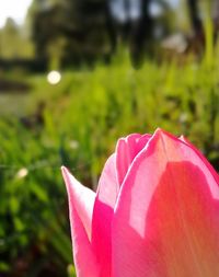 Close-up of pink rose flower on field