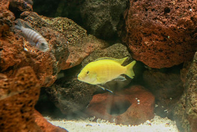 Fish swimming in sea