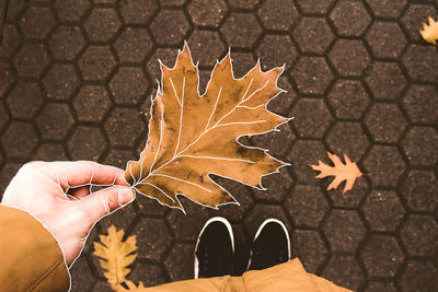 Person holding maple leaves