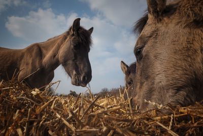 Horses in a field