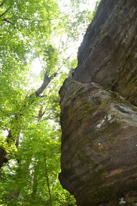 Low angle view of trees against sky