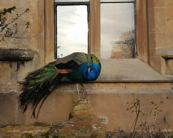 Close-up of peacock by window in house