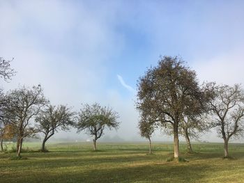 Trees on field against sky