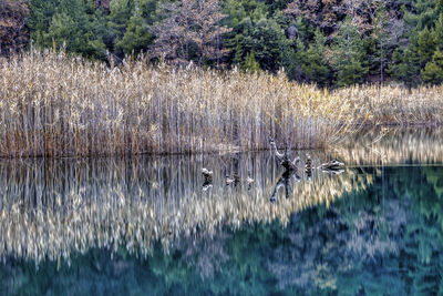 View of birds in lake