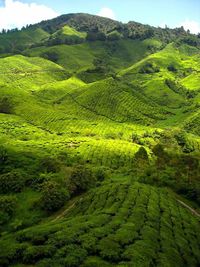 Scenic view of green landscape